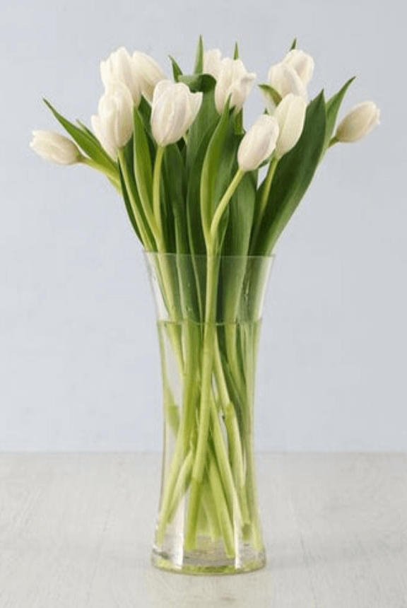 White Tulips