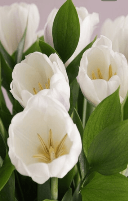 White Tulips